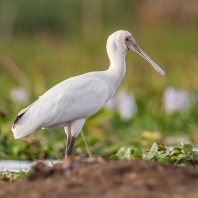 kolpík africký - Platalea alba