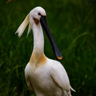 kolpík bílý - Platalea leucorodia