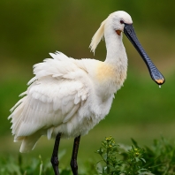 kolpík bílý - Platalea leucorodia