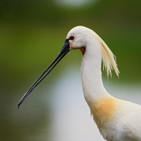 kolpík bílý - Platalea leucorodia