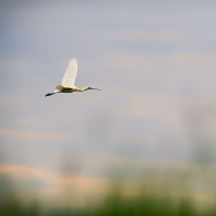 kolpík bílý - Platalea leucorodia