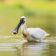 kolpík bílý - Platalea leucorodia