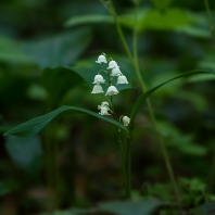 konvalinka vonná - Convallaria majalis