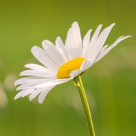 kopretina bílá - Leucanthemum vulgare