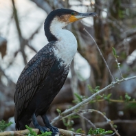 kormorán běloprsý - Phalacrocorax lucidus