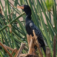 kormorán dlouhoocasý - Microcarbo africanus