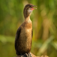 kormorán malý - Microcarbo pygmaeus