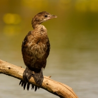 kormorán malý - Microcarbo pygmaeus