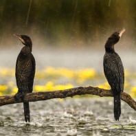 kormorán malý - Microcarbo pygmaeus