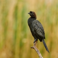 kormorán malý - Microcarbo pygmaeus