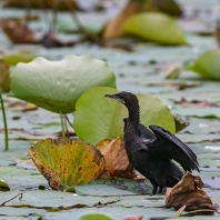 kormorán menší - Phalacrocorax niger