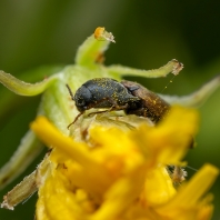 kovařík začoudlý - Agriotes ustulatus