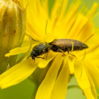 kovařík začoudlý - Agriotes ustulatus