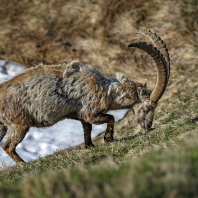 kozorožec horský - Capra ibex