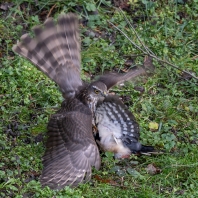 krahujec obecný - Accipiter nisus