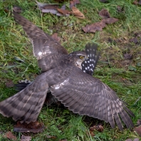 krahujec obecný - Accipiter nisus