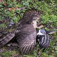 krahujec obecný - Accipiter nisus