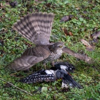 krahujec obecný - Accipiter nisus