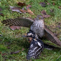 krahujec obecný - Accipiter nisus