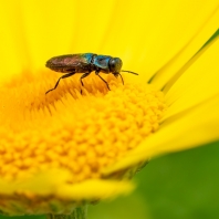 krasec lesknavý - Anthaxia nitidula