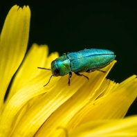 krasec lesknavý - Anthaxia nitidula