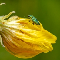 krasec lesknavý - Anthaxia nitidula