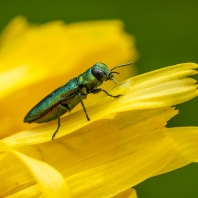 krasec lesknavý - Anthaxia nitidula