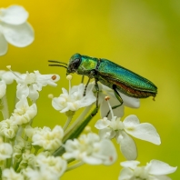 krasec lesknavý - Anthaxia nitidula