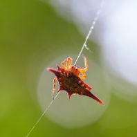 křižák duhový - Gasteracantha versicolor