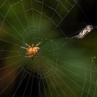 křižák obecný - Araneus diadematus