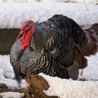 krocan divoký - Meleagris gallopavo