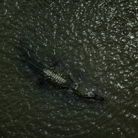 krokodýl americký - Crocodylus acutus