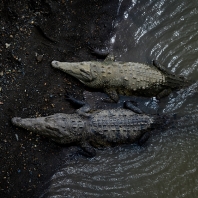 krokodýl americký - Crocodylus acutus