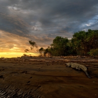 krokodýl americký - Crocodylus acutus