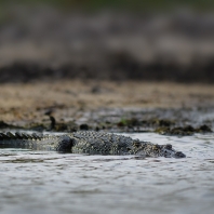 krokodýl bahenní - Crocodylus palustris