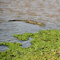 krokodýl bahenní - Crocodylus palustris