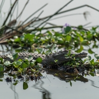 krokodýl nilský - Crocodylus niloticus