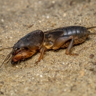 krtonožka obecná - Gryllotalpa gryllotalpa