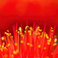 krvokvět natalský - Scadoxus multiflorus