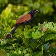 kukačka vraní - Centropus sinensis