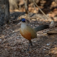 kukalka velká - Coua gigas