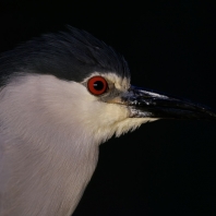 kvakoš noční - Nycticorax nycticorax