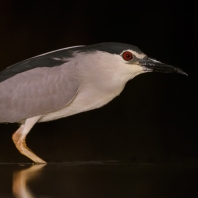 kvakoš noční - Nycticorax nycticorax