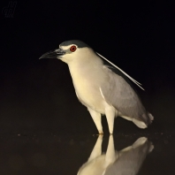 kvakoš noční - Nycticorax nycticorax