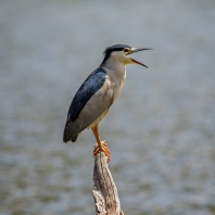 kvakoš noční - Nycticorax nycticorax