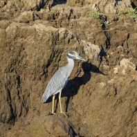 kvakoš žlutočelý - Nyctanassa violacea