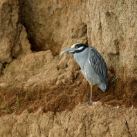 kvakoš žlutočelý - Nyctanassa violacea