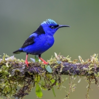 květomil modrý - Cyanerpes cyaneus