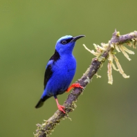 květomil modrý - Cyanerpes cyaneus