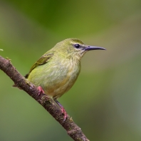 květomil modrý - Cyanerpes cyaneus